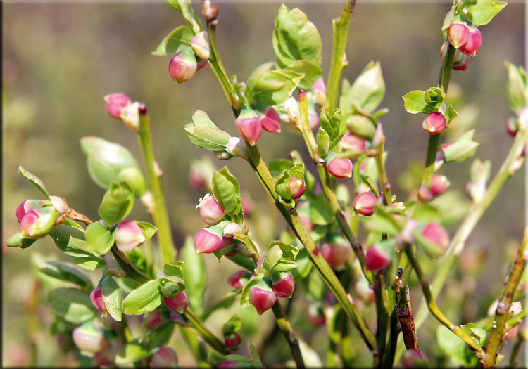 Heidelbeeren