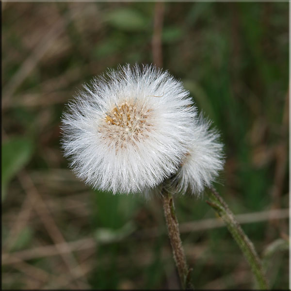 Huflattich nach der Blüte