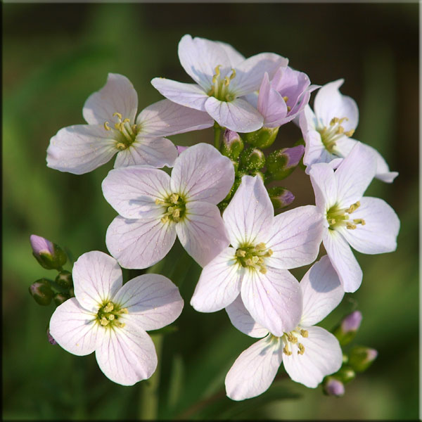 Wiesenschaumkraut