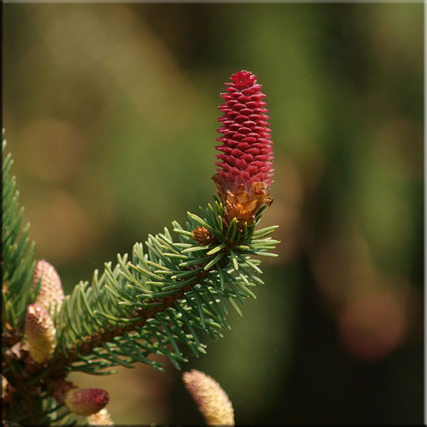 Fichtenblüte