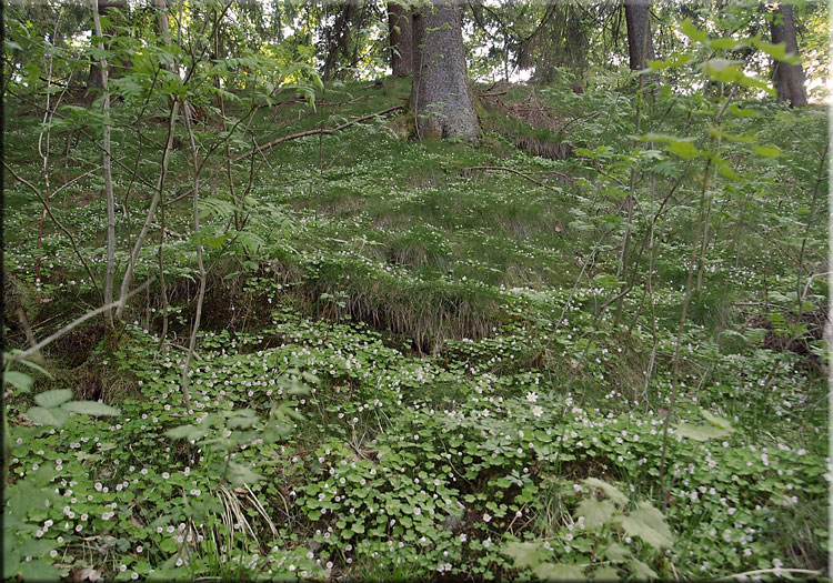 Waldboden mit Waldsauerklee