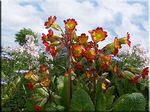 Schlüsselblume