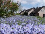 Gartenwiese mit Vergißmeinnicht