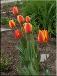 Tulpen