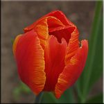 Tulpe