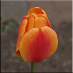 Tulpe