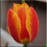 Tulpe