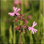 Feuerblume/Lichtnelke